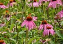 blume